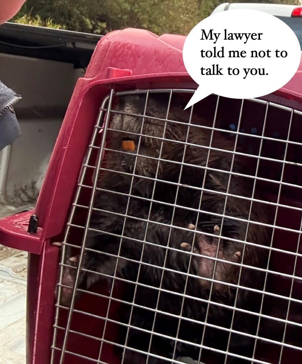 Most Canadian moment ever? Mounties arrest a beaver at Canada Post office in Hope